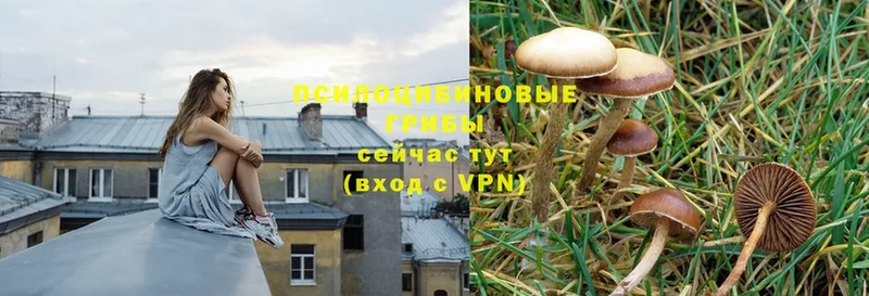 Галлюциногенные грибы Psilocybe  OMG ССЫЛКА  Бузулук 